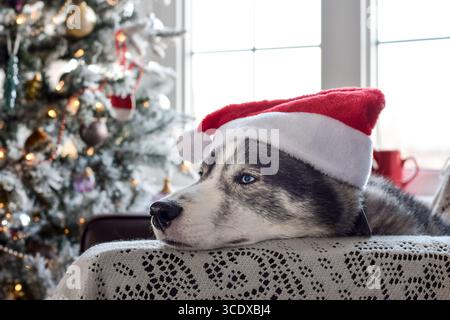 Nahaufnahme Porträt Gesicht von Husky Hund mit Weihnachtsmütze, der entspannt auf einem Stuhl liegt und sich traurig neben dem Weihnachtsbaum fühlt Stockfoto
