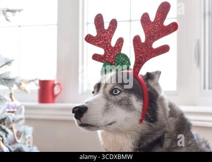 Nahaufnahme Porträt eines Hundes im Weihnachtsraindeer verkleiden Kopfbedeckung Stockfoto
