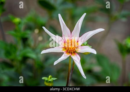 Nahaufnahme eines rosafarbenen und gelben Sterns dhalia Kopf vor verschwommenem Hintergrund in Wiltshire, Großbritannien im August 2025 Stockfoto