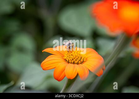 Nahaufnahme einer Biene, die Pollen aus einem leuchtend orange-gelb-roten Sonnenblumenkopf sammelt. Stockfoto