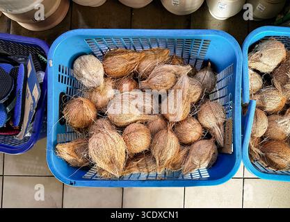 Blauer Plastikkorb auf dem Markt, gefüllt mit mehreren Kokosnüssen auf einem gefliesten Ladenboden, von kuala lumpur malaysia aus gesehen Stockfoto