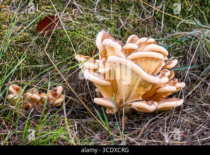 Nahaufnahme eines Huhns des Holzbaumpilzes auf einem Baumstumpf in Wiltshire, Großbritannien im August 2025 Stockfoto