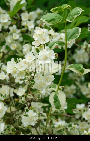 Philadelphus coronarius Variegatus, bunte Mock-Orange, cremeweiße Blüten, Blätter breitrandige Creme Stockfoto