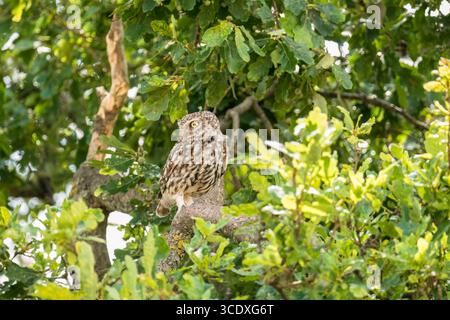 Erwachsene kleine Eule (Athene noctua), die in einem Haferbaum sitzt Worcestershire England Großbritannien. Juli 2025 Stockfoto