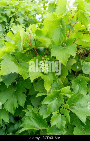 Unreife Trauben, die sich auf einer Rebpflanze bilden Stockfoto