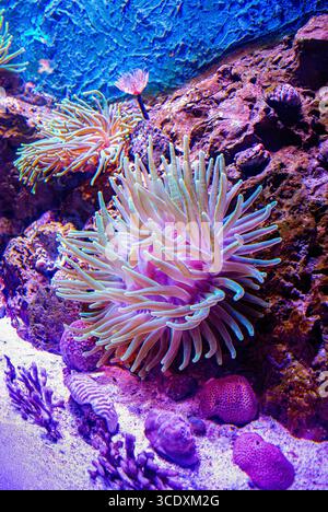 Eine lebendige Unterwasserszene mit Anemonen und Korallen im Santa Marta Aquarium, Rodadero, Magdalena, Kolumbien. Stockfoto