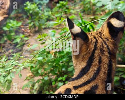 Rückansicht des Kopfes von Leptailurus serval mit schwarzen Ohren im Zoo Stockfoto