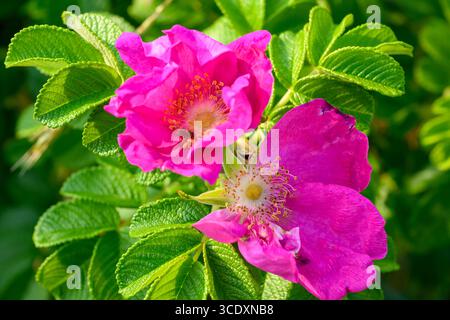 Leuchtend rosa Blüten sind umgeben von leuchtend grünen Blättern, die das Wesen eines sonnigen Tages einfangen. Zarte Blütenblätter und komplizierte Staubblätter sind besonders hell Stockfoto