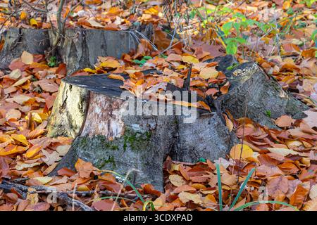 Der Stumpf ist mit Moos bedeckt. Auf dem wunderschönen Stumpf wachsen Pilze. Eine Nahaufnahme eines gehäuften Baumes vor einer Waldkulisse. Stockfoto