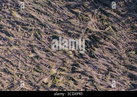 Luftaufnahme von nicht einheimischen Nadelbäumen, die vom Sturm Darragh, Brechfa Forest, Carmarthenshire, Wales, Großbritannien, durch den Wind geblasen wurden Stockfoto