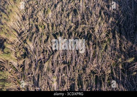Luftaufnahme von nicht einheimischen Nadelbäumen, die vom Sturm Darragh, Brechfa Forest, Carmarthenshire, Wales, Großbritannien, durch den Wind geblasen wurden Stockfoto