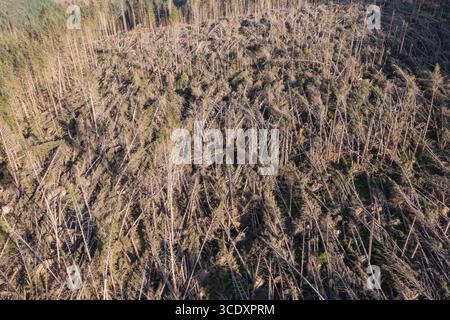 Luftaufnahme von nicht einheimischen Nadelbäumen, die vom Sturm Darragh, Brechfa Forest, Carmarthenshire, Wales, Großbritannien, durch den Wind geblasen wurden Stockfoto