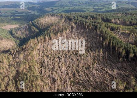 Luftaufnahme von nicht einheimischen Nadelbäumen, die vom Sturm Darragh, Brechfa Forest, Carmarthenshire, Wales, Großbritannien, durch den Wind geblasen wurden Stockfoto