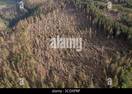 Luftaufnahme von nicht einheimischen Nadelbäumen, die vom Sturm Darragh, Brechfa Forest, Carmarthenshire, Wales, Großbritannien, durch den Wind geblasen wurden Stockfoto