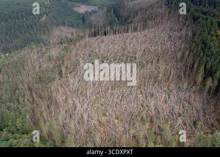 Luftaufnahme von nicht einheimischen Nadelbäumen, die vom Sturm Darragh, Brechfa Forest, Carmarthenshire, Wales, Großbritannien, durch den Wind geblasen wurden Stockfoto