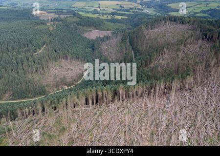 Luftaufnahme von nicht einheimischen Nadelbäumen, die vom Sturm Darragh, Brechfa Forest, Carmarthenshire, Wales, Großbritannien, durch den Wind geblasen wurden Stockfoto