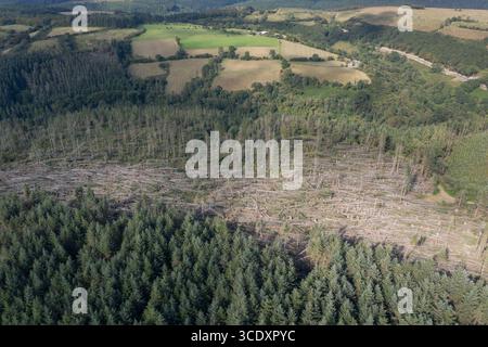 Luftaufnahme von nicht einheimischen Nadelbäumen, die vom Sturm Darragh, Brechfa Forest, Carmarthenshire, Wales, Großbritannien, durch den Wind geblasen wurden Stockfoto