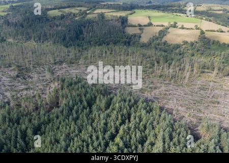 Luftaufnahme von nicht einheimischen Nadelbäumen, die vom Sturm Darragh, Brechfa Forest, Carmarthenshire, Wales, Großbritannien, durch den Wind geblasen wurden Stockfoto