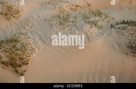 Natürliche Sanddünen, die mit harter Strandvegetation bedeckt sind, und Vogelwege, die Muster im Sand erzeugen Stockfoto