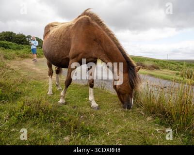 Ein gefallenes Pony auf der Long Mynd, Shropshire, Großbritannien. Stockfoto