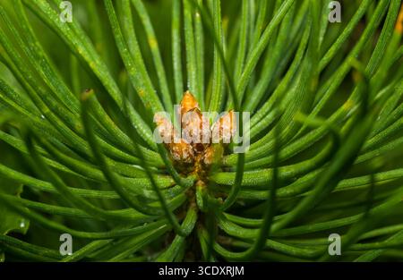 Nahaufnahme junger Kiefernknospen mit frischen grünen Nadeln und Tautropfen, Makrofotografie Stockfoto