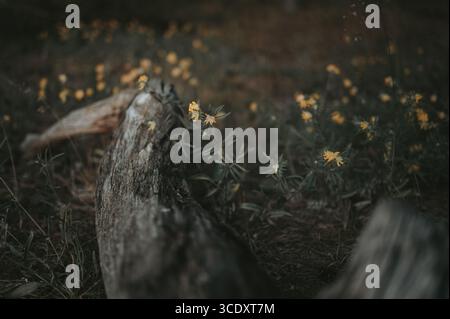 Eine detaillierte Nahaufnahme einer zarten gelben Wildblume, die in einer stimmungsvollen und dunklen Waldlandschaft gedeiht, mit einer alten, moosigen Baumwurzel im Vorgrunde Stockfoto