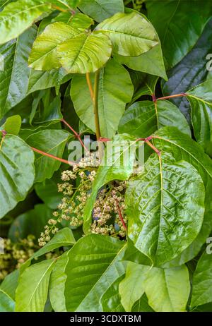 Nahaufnahme einer Gifteifeupflanze (Toxicodendron radicans) im Botanischen Garten Dresden Stockfoto