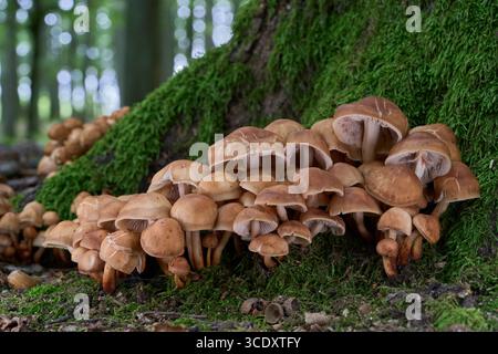 Gymnopus fusipes-Pilz an den Wurzeln des Baumes. Bekannt als Spindleshank. Gruppe giftiger Pilze im Eichenwald. Stockfoto