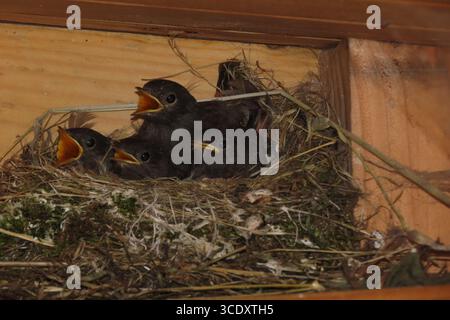 Vier Vogelbabys sitzen in einem Nest unter einem Tierheim mit offenem Schnäbel und warten auf Nahrung von Vater und Mutter. Stockfoto
