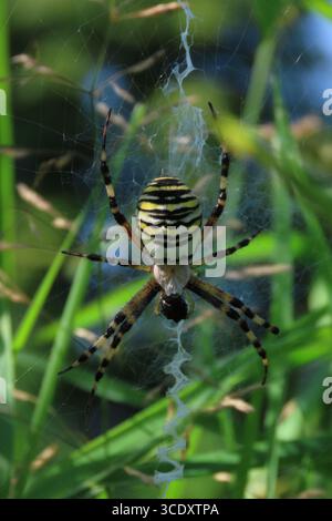 Eine große schwarz-gelb gestreifte Spinne sitzt im Spinnennetz zwischen dem Gras. Stockfoto
