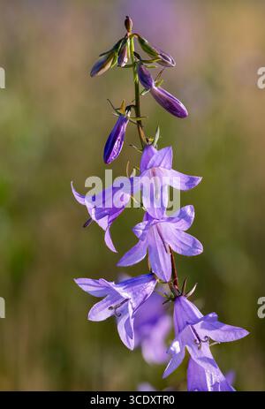 Kriechende Glockenblüte Stockfoto