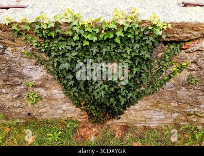 Einzigartiger Efeu, der an einer alten Wand mit natürlichen Grüntönen wächst Stockfoto