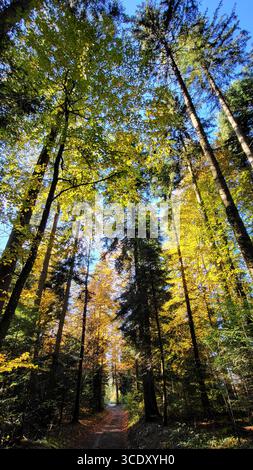 Hohe Tannen und Laubbäume in einem dichten Wald mit grünen und gelben braunen Blättern in warmer Herbstsonne und blauem Himmel Stockfoto