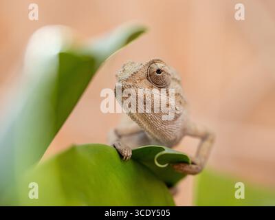 Kurioses Chamäleon auf leuchtendem grünen Blatt Stockfoto