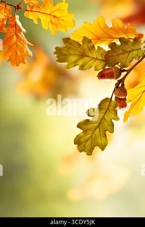 Eine Nahaufnahme eines Baumzweigs mit Blättern und Eicheln. Die Blätter sind orange und die Eicheln braun. Stockfoto