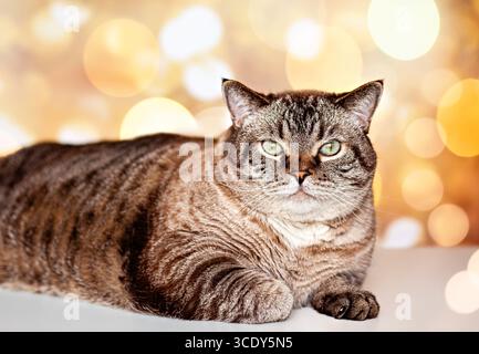 Eine Katze liegt mit offenen Augen auf einem Tisch und starrt in die Kamera. Stockfoto