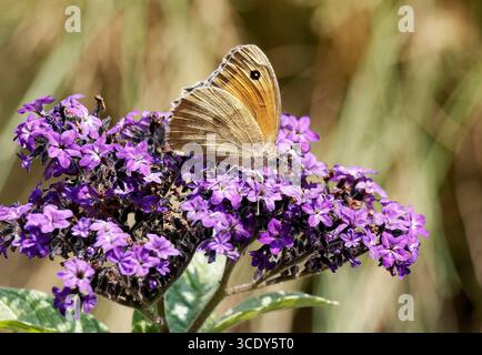 Meadow Brown, Großes Ochsenauge, Myrtil, Maniola jurtina, nagy ökörszemlepke, Ungarn, Magyarország, Europa Stockfoto