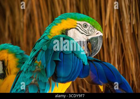 Ein lebendiger Ara mit seinem hellen Gefieder in Aviary Cartagena, Kolumbien, der die Schönheit der Natur einfängt. Stockfoto