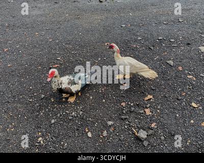 Wir blicken hinunter auf zwei Moschusenten, die auf schwarzen Kieselsteinen stehen, auf dem Boden, im Waimea Valley, Oahu, Hawaii, USA Stockfoto