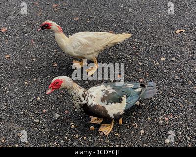 Nahaufnahme von zwei Moschusenten, die auf schwarzen Kieselsteinen stehen, auf dem Boden, im Waimea Valley, Oahu, Hawaii, USA Stockfoto