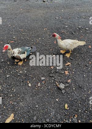 Wir blicken hinunter auf zwei Moschusenten, die auf schwarzen Kieselsteinen stehen, auf dem Boden, im Waimea Valley, Oahu, Hawaii, USA Stockfoto