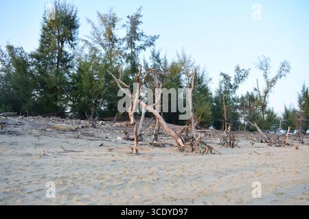Entwaldung auf Sonadia Island im Coxs Bazar, Bangladesch Stockfoto