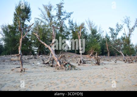 Entwaldung auf Sonadia Island im Coxs Bazar, Bangladesch Stockfoto