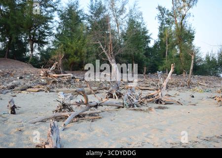 Entwaldung auf Sonadia Island im Coxs Bazar, Bangladesch Stockfoto