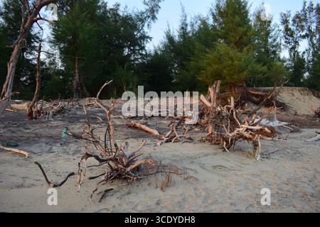 Entwaldung auf Sonadia Island im Coxs Bazar, Bangladesch Stockfoto