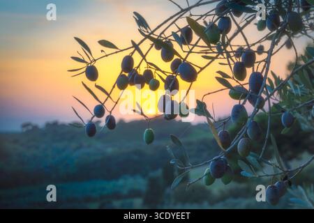 Oliven auf einem Olivenzweig und ein toskanischer Sonnenuntergang im Hintergrund. Casale Marittimo, Provinz Pisa, Toskana, Italien Stockfoto