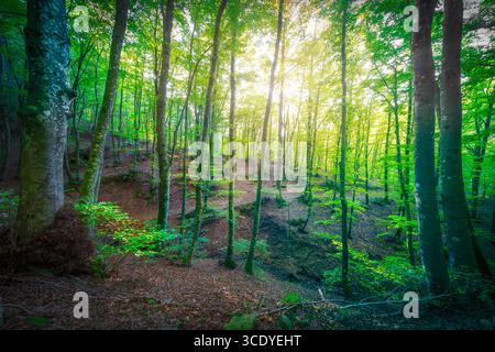 Bäume im Wald und die Sonne im Hintergrund. Naturschutzgebiet Acquerino. Herbstsaison, Apennin, Provinz Pistoia, Region Toskana, Italien, Eur Stockfoto