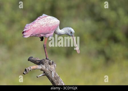 Ein erwachsener Rosenlöffelschnabel (Platalea ajaja), der auf einem Baum thront. Stockfoto