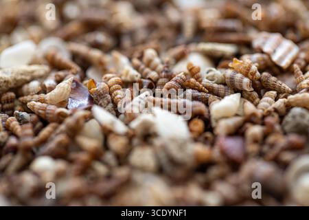 Makrodetails mit kleinen Muscheln und Muscheln, die auf dem Sand eines Strandes gestapelt sind Stockfoto