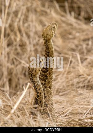 Zwei männliche Western Diamondback Klapperschlangen (Crotalus atrox) spinnen über einer weiblichen Klapperschlange in einem natürlichen Gebiet im Süden von Texas. Stockfoto